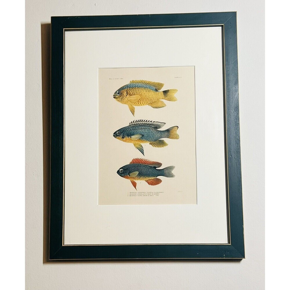 1905 A.‎ HOEN & CO. ORIGINAL 3 FISH LITHOGRAPH, circa 1905